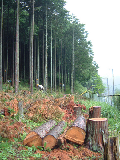 伐採後の林